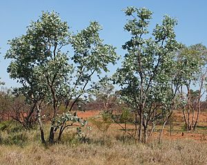 Eucalyptus pruinosa.jpg