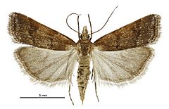 Eudonia feredayi female.jpg