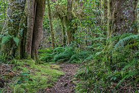 Footpath in Egmont NP 05.jpg