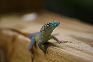 Graham's anole on jamaica