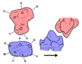 Haldanodon molars