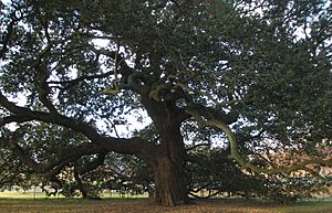 Hampton University - Emancipation Oak