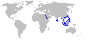 Hemigaleus microstoma distmap.png