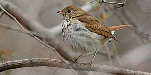 Hermit thrush qmnonic.jpg