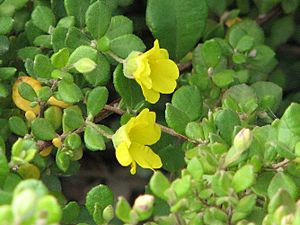 Hibbertia truncata