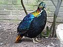 Himalayan monal