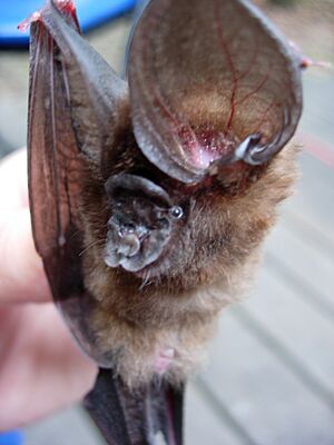 Hipposideros ridleyi Chong Yee Ling.JPG