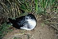 Hutton's shearwater (DOC)