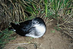 Hutton's shearwater (DOC)