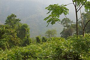 Khao Yai, Thailand, Tropical evergreen grassland