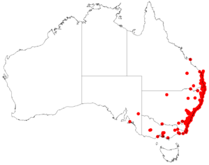 Leptospermum juniperinumDistA32.png