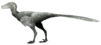 Life reconstruction of Stenonychosaurus.png