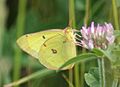 Male Clouded Sulphur, Megan McCarty56