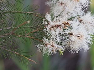 Melaleuca alternifolia flowers.jpg