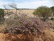 Melaleuca conothamnoides (habit)