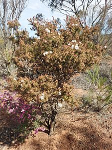 Melaleuca torquata habit