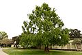 Metasequoia glyptostroboides Oakland