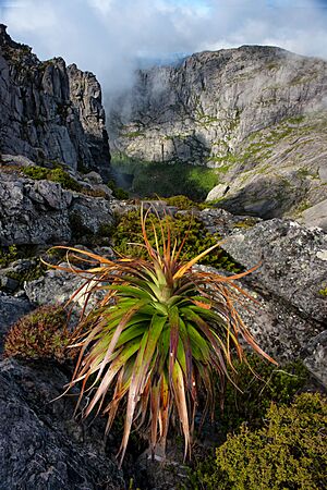 Mount Murchison Tasmania Mist