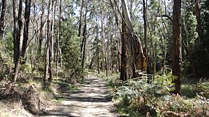 Mt Macedon