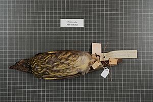 Naturalis Biodiversity Center - RMNH.AVES.156949 2 - Procnias alba (Hermann, 1783) - Cotingidae - bird skin specimen