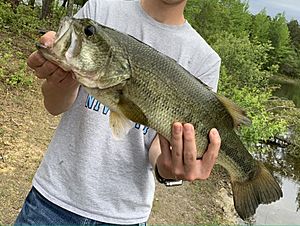 PB-LMB