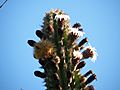 Pachycereus pecten-aboriginum (5769176258).jpg