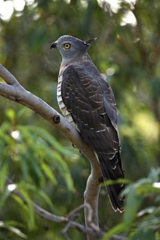 Pacific Baza kobble08ed