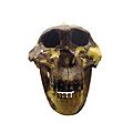 Paranthropus boisei IMG 2932-white