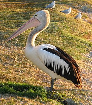 Pelecanus conspicillatus