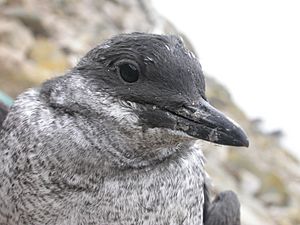 Penguin Guillemot fully grown nestling