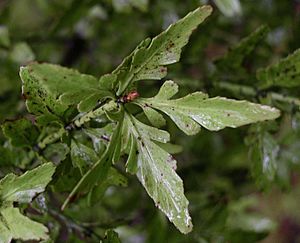 Phyllocladus1769.jpg