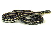 Plains gartersnake.jpg