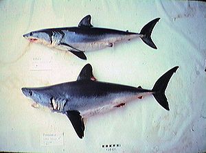 Porbeagle mako comparison