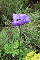 Purple Anemone coronaria in Israel