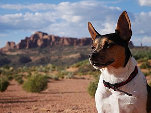 Rat terrier outdoors