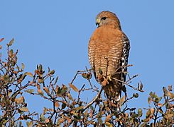 Red-shoulderedHawk-13DEC2017