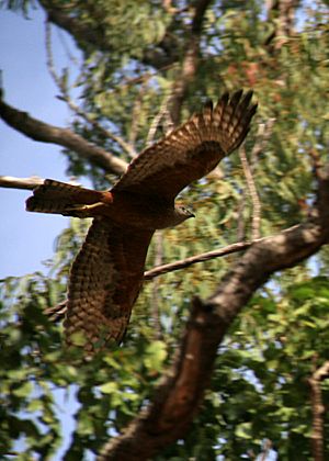 Red Goshawk