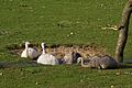 Rhea dustbathing at Marwell zoo