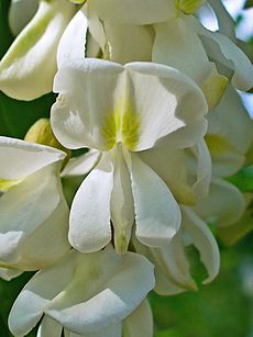 Robinia pseudoacacia 004