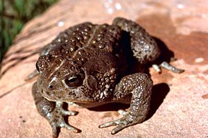 Rocky Mtn Toad.jpg