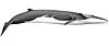 Rorcual común (Balaenoptera physalus) flipped.jpg