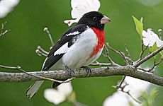 RosebreastedGrosbeak08