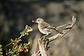 Sage Thrasher