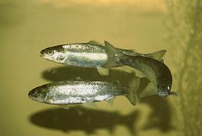 Salmo salar smolts