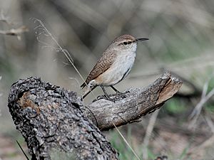 Salpinctes obsoletus NPS