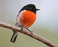 Scarlet Robin- Mortimer Bay