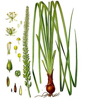 Schoenocaulon officinale - Köhler–s Medizinal-Pflanzen-262.jpg