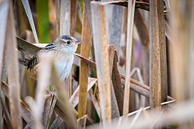 Sedge Wren (Cistothorus stellaris) (22276100980)