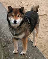 Shiba Inu 600