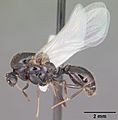 Solenopsis invicta casent0104503 profile 2